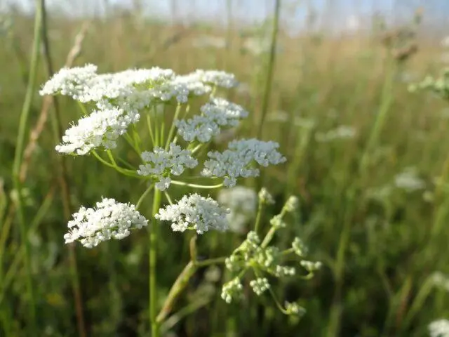 Saxifrage: photo of flowers in a flower bed, in landscape design, useful properties