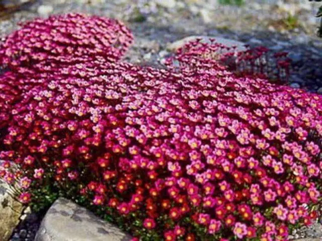 Saxifrage: photo of flowers in a flower bed, in landscape design, useful properties