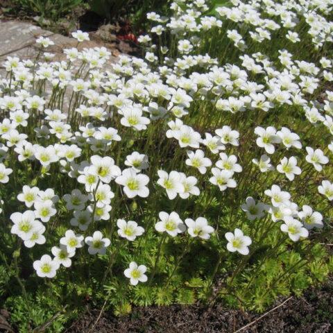 Saxifrage: photo of flowers in a flower bed, in landscape design, useful properties