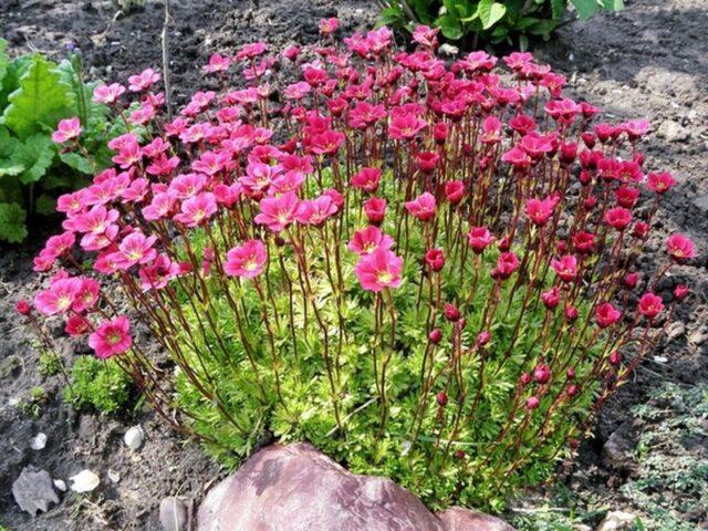 Saxifrage: photo of flowers in a flower bed, in landscape design, useful properties