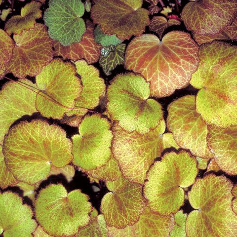 Saxifrage: photo of flowers in a flower bed, in landscape design, useful properties