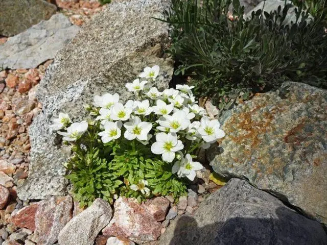 Saxifrage: photo of flowers in a flower bed, in landscape design, useful properties