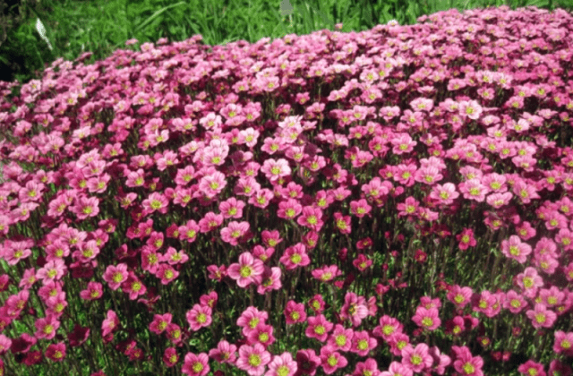 Saxifrage: photo of flowers in a flower bed, in landscape design, useful properties