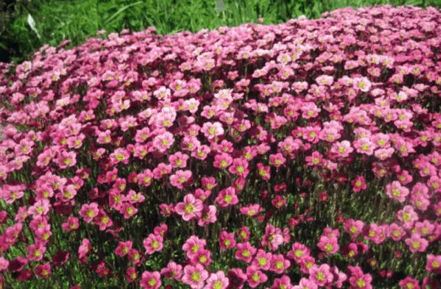 Saxifrage: photo of flowers in a flower bed, in landscape design, useful properties