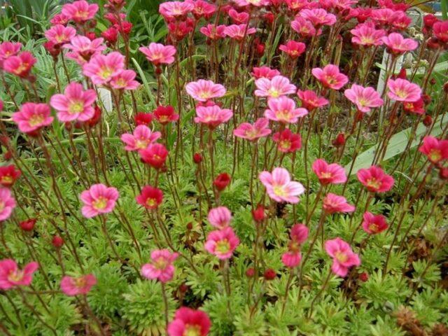 Saxifrage: photo of flowers in a flower bed, in landscape design, useful properties