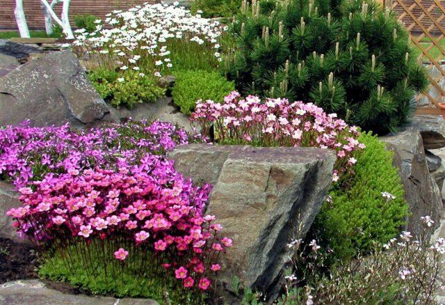 Saxifrage: photo of flowers in a flower bed, in landscape design, useful properties