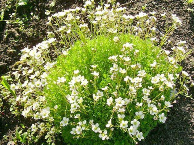 Saxifrage: photo of flowers in a flower bed, in landscape design, useful properties