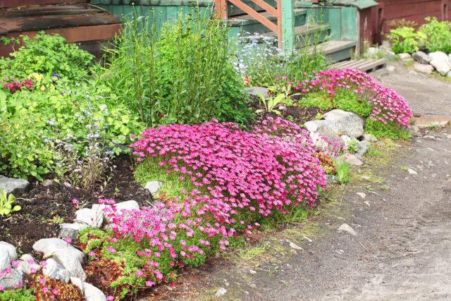 Saxifrage: photo of flowers in a flower bed, in landscape design, useful properties