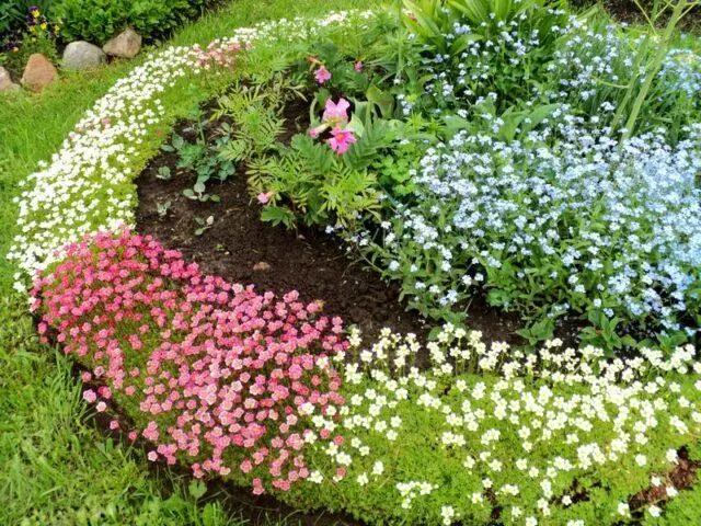 Saxifrage: photo of flowers in a flower bed, in landscape design, useful properties