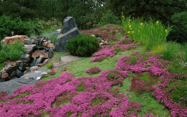 Saxifrage: photo of flowers in a flower bed, in landscape design, useful properties