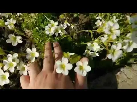 Saxifrage: photo of flowers in a flower bed, in landscape design, useful properties