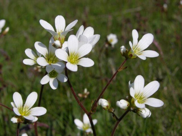 Saxifrage: photo of flowers in a flower bed, in landscape design, useful properties