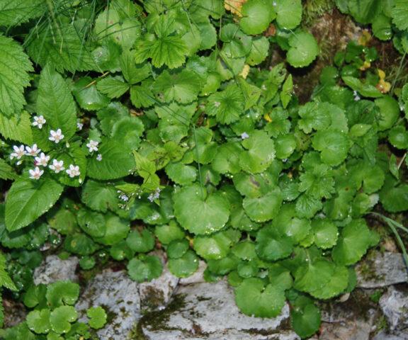 Saxifrage: photo of flowers in a flower bed, in landscape design, useful properties