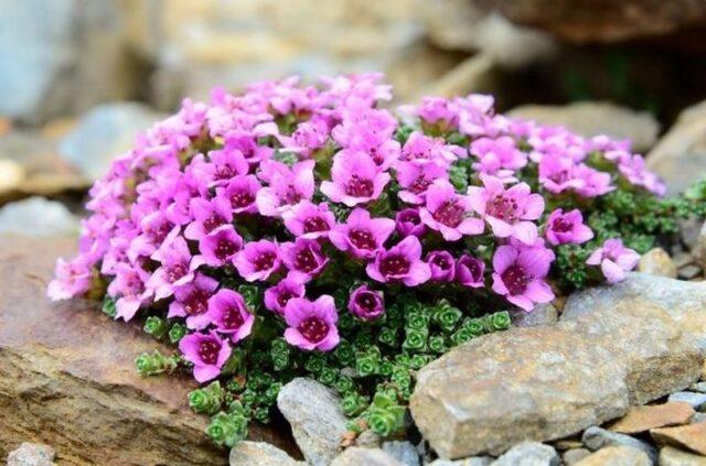 Saxifrage: photo of flowers in a flower bed, in landscape design, useful properties