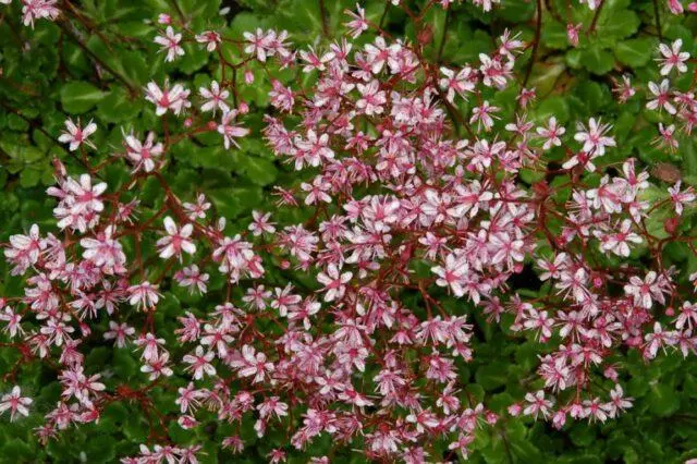 Saxifrage: photo of flowers in a flower bed, in landscape design, useful properties