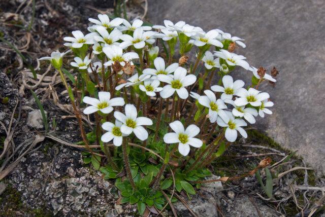 Saxifrage: photo of flowers in a flower bed, in landscape design, useful properties