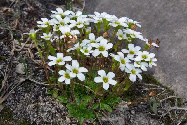 Saxifrage: photo of flowers in a flower bed, in landscape design, useful properties