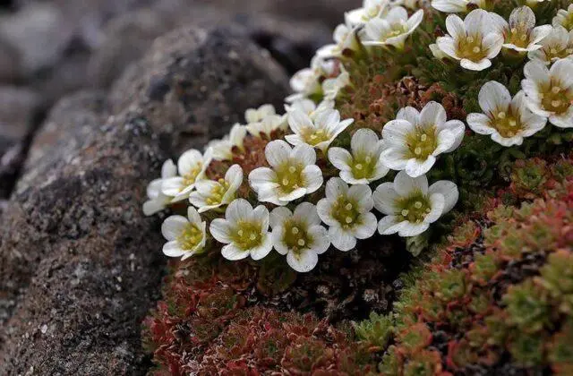 Saxifrage: photo of flowers in a flower bed, in landscape design, useful properties