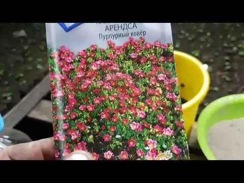 Saxifrage: planting and care in the open field, at home