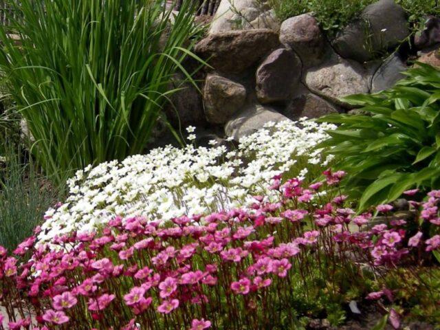 Saxifrage: planting and care in the open field, at home