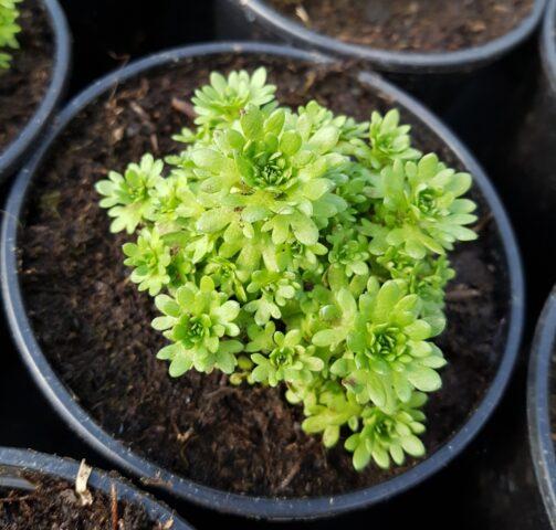 Saxifrage: planting and care in the open field, at home