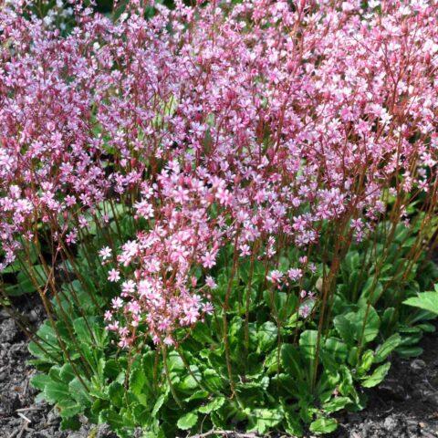 Saxifrage: planting and care in the open field, at home