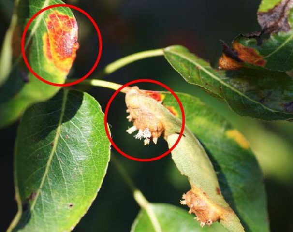 Scab on a pear: photo, description and treatment