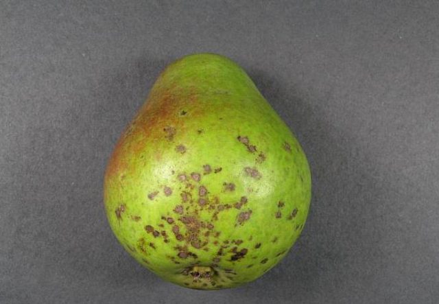 Scab on a pear: photo, description and treatment