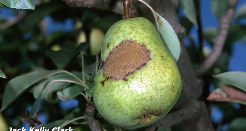 Scab on a pear: photo, description and treatment