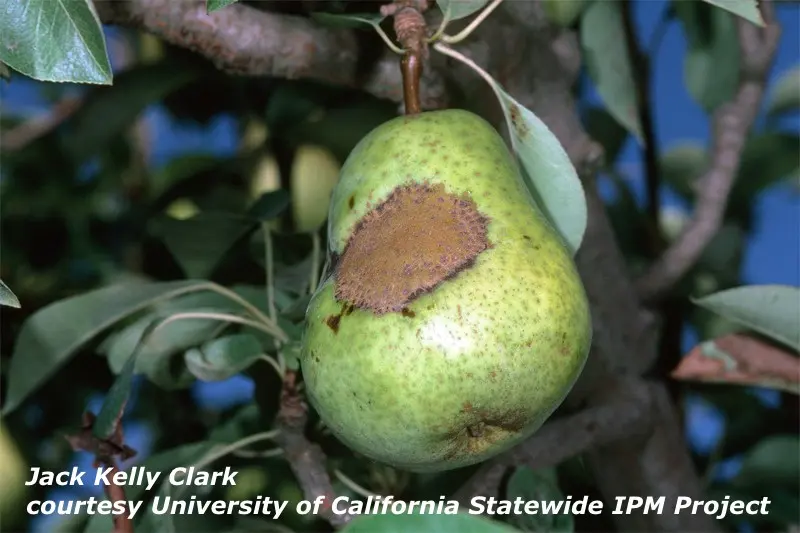 Scab on a pear: photo, description and treatment