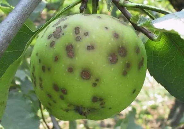 Scab on an apple tree: how to deal with the disease and prevent it