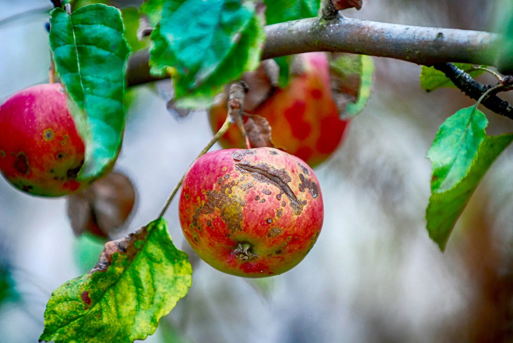 Scab on an apple tree: how to deal with the disease and prevent it