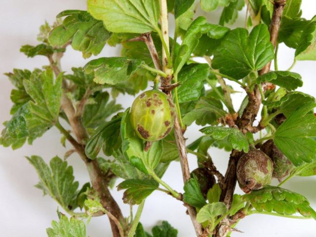 Scab on gooseberries: how to deal with folk methods and chemicals