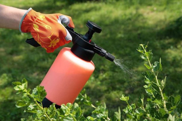 Scab on gooseberries: how to deal with folk methods and chemicals