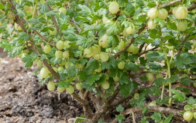 Scab on gooseberries: how to deal with folk methods and chemicals