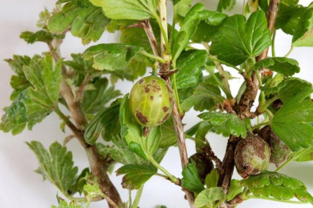 Scab on gooseberries: how to deal with folk methods and chemicals