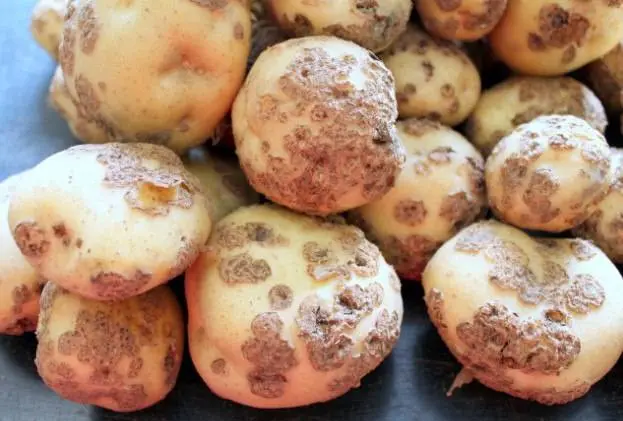 Scab on potatoes: how to fight