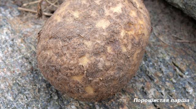 Scab on potatoes: how to fight