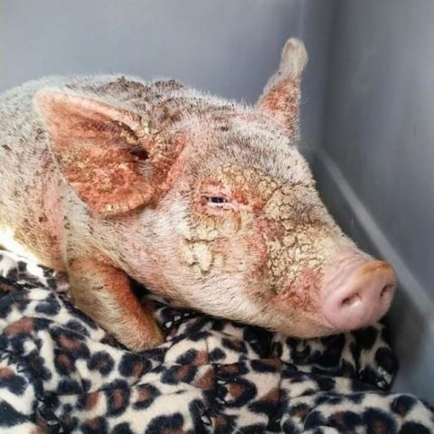 Scabies (scab, scab, sarcoptic mange) in pigs: treatment, symptoms, photos