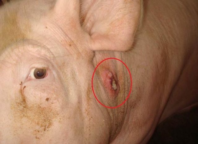 Scabies (scab, scab, sarcoptic mange) in pigs: treatment, symptoms, photos