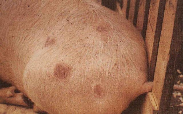 Scabies (scab, scab, sarcoptic mange) in pigs: treatment, symptoms, photos