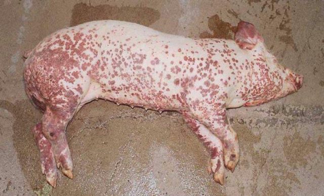 Scabies (scab, scab, sarcoptic mange) in pigs: treatment, symptoms, photos