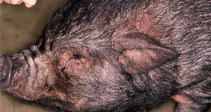 Scabies (scab, scab, sarcoptic mange) in pigs: treatment, symptoms, photos