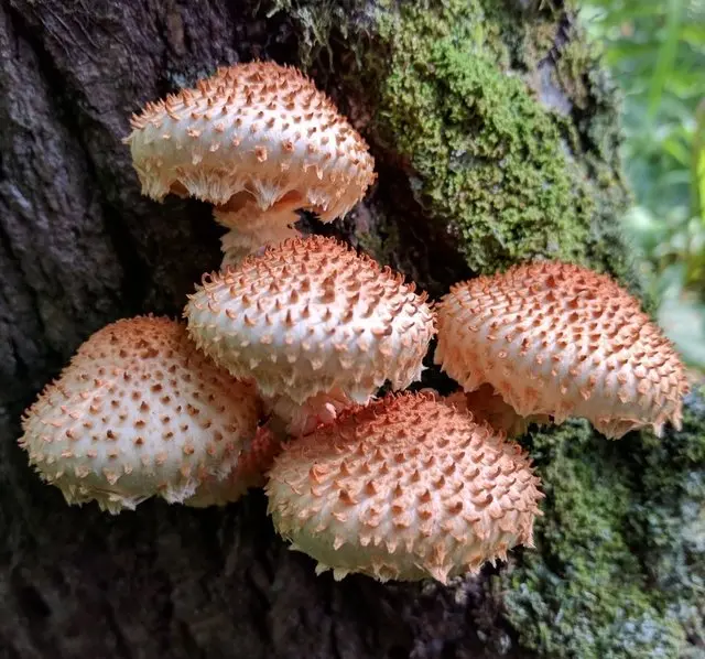 Scale-like scaly (Pholiota squarrosoides) photo and description