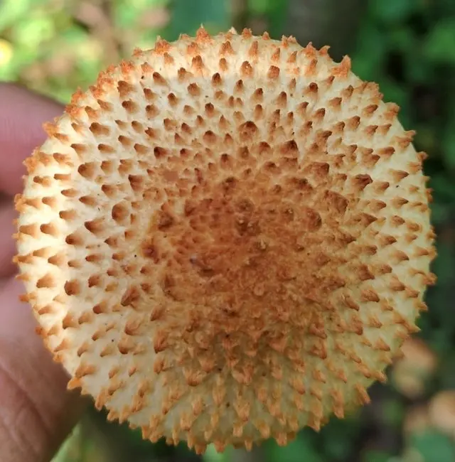 Scale-like scaly (Pholiota squarrosoides) photo and description