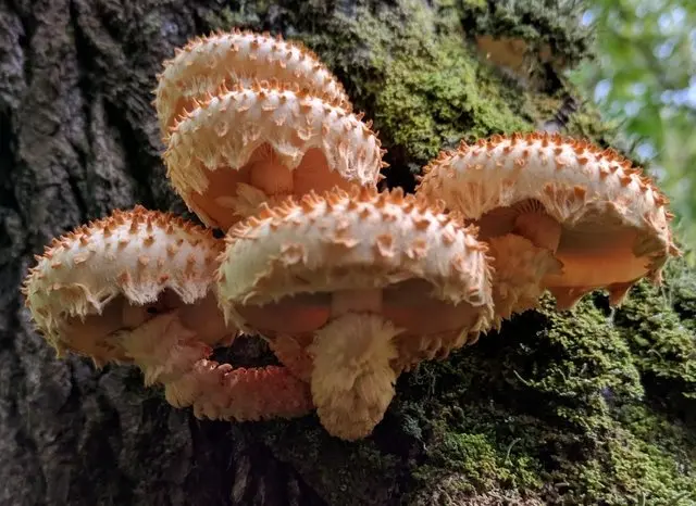 Scale-like scaly (Pholiota squarrosoides) photo and description