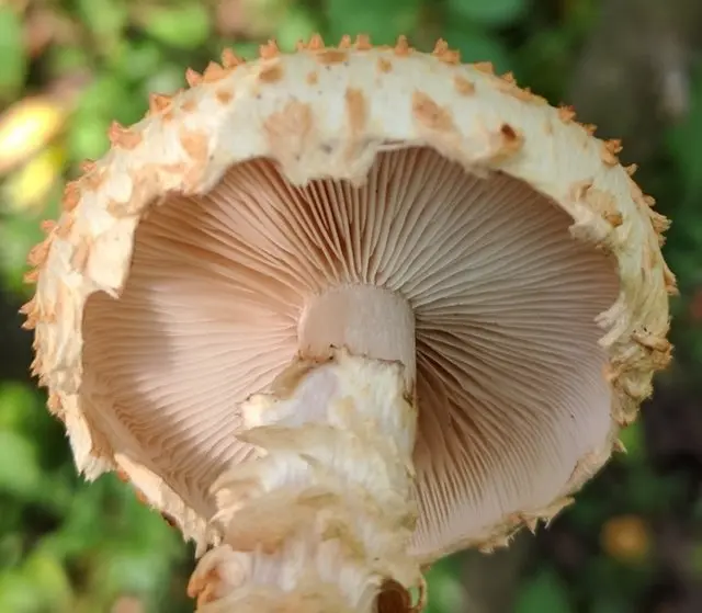 Scale-like scaly (Pholiota squarrosoides) photo and description