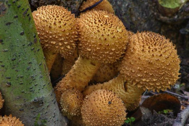 Scale mushroom (foliot): edible or not, photos of false and poisonous species