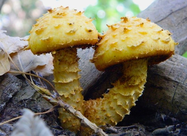 Scale mushroom (foliot): edible or not, photos of false and poisonous species