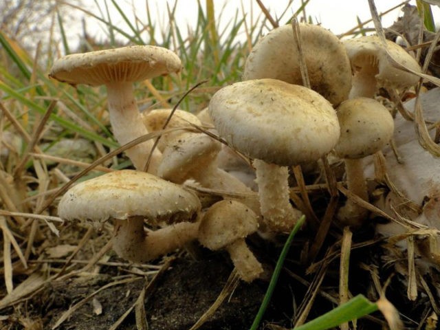 Scale mushroom (foliot): edible or not, photos of false and poisonous species